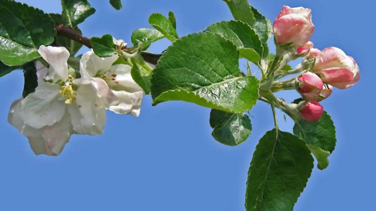 Konfirmation (Foto: Angelo Talamona) Konfirmation (Foto: Angelo Talamona)